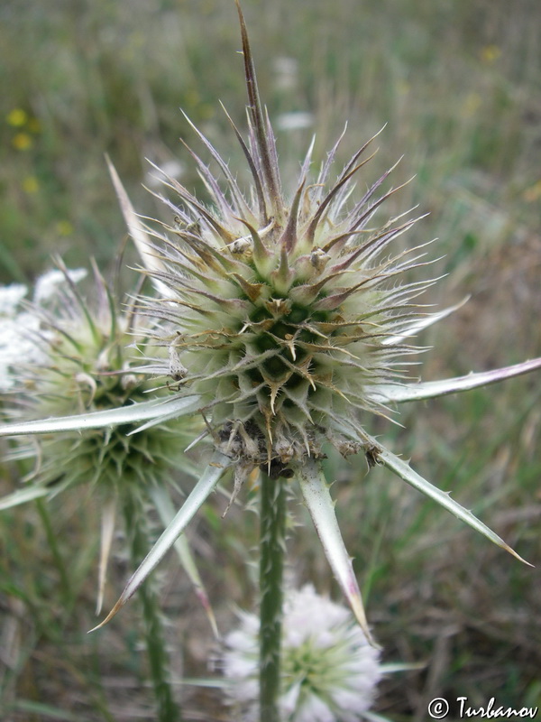 Изображение особи Dipsacus laciniatus.