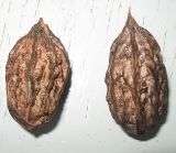 Juglans mandshurica. Плоды без мягкой внешней оболочки (косточки). Томская обл., г. Томск, парк \"Университетская роща\". 28.08.2009.