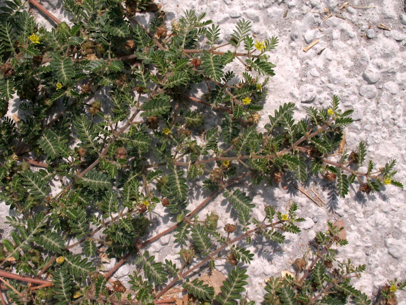 Изображение особи Tribulus terrestris.