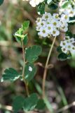 Spiraea pilosa