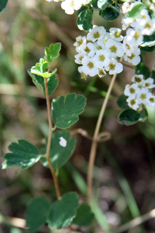 Image of Spiraea pilosa specimen.