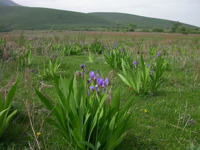 Image of Iris alberti specimen.