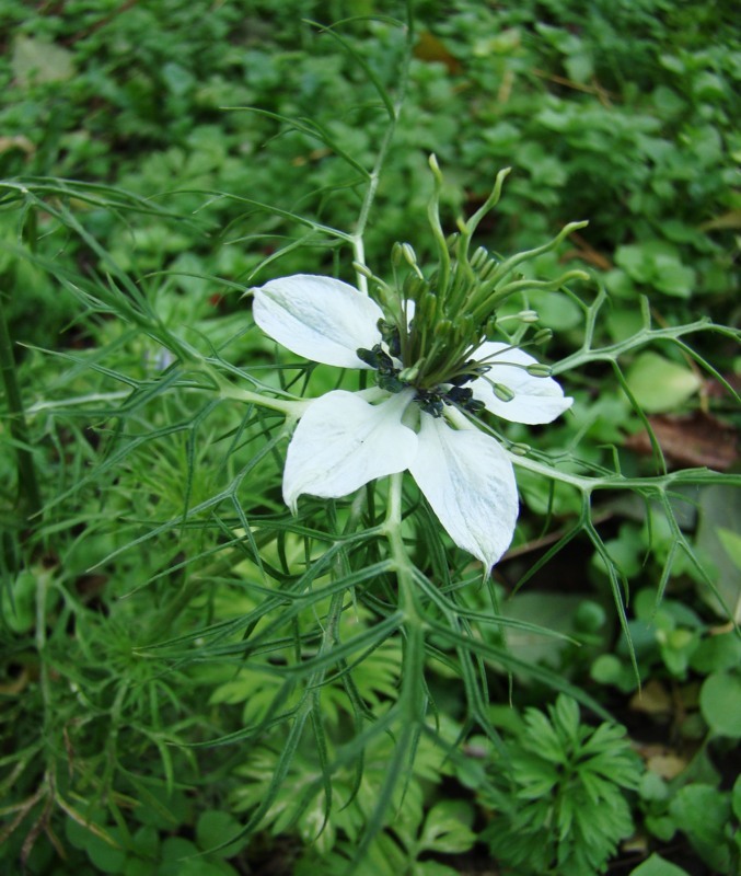 Изображение особи Nigella damascena.