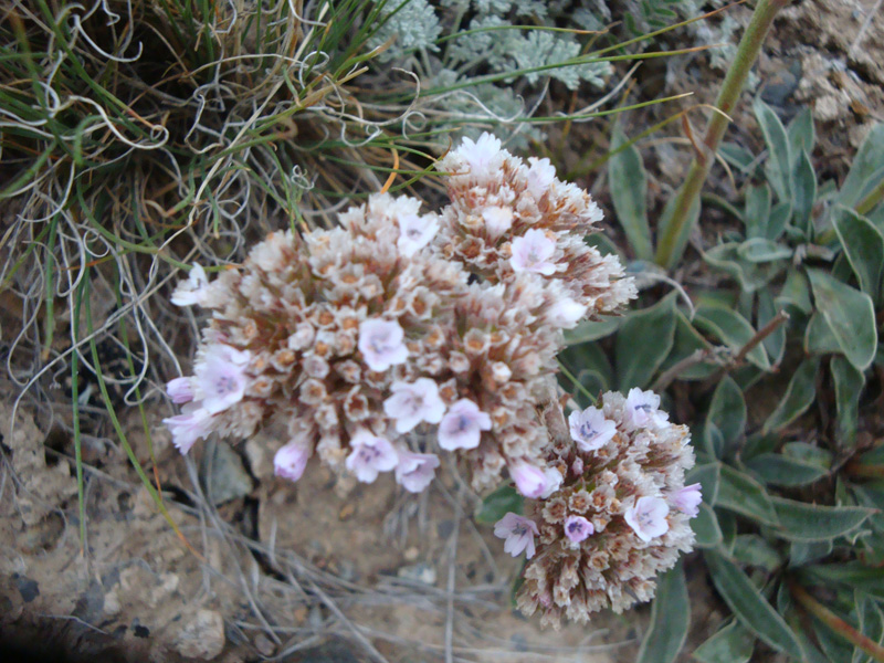 Image of Goniolimon orthocladum specimen.