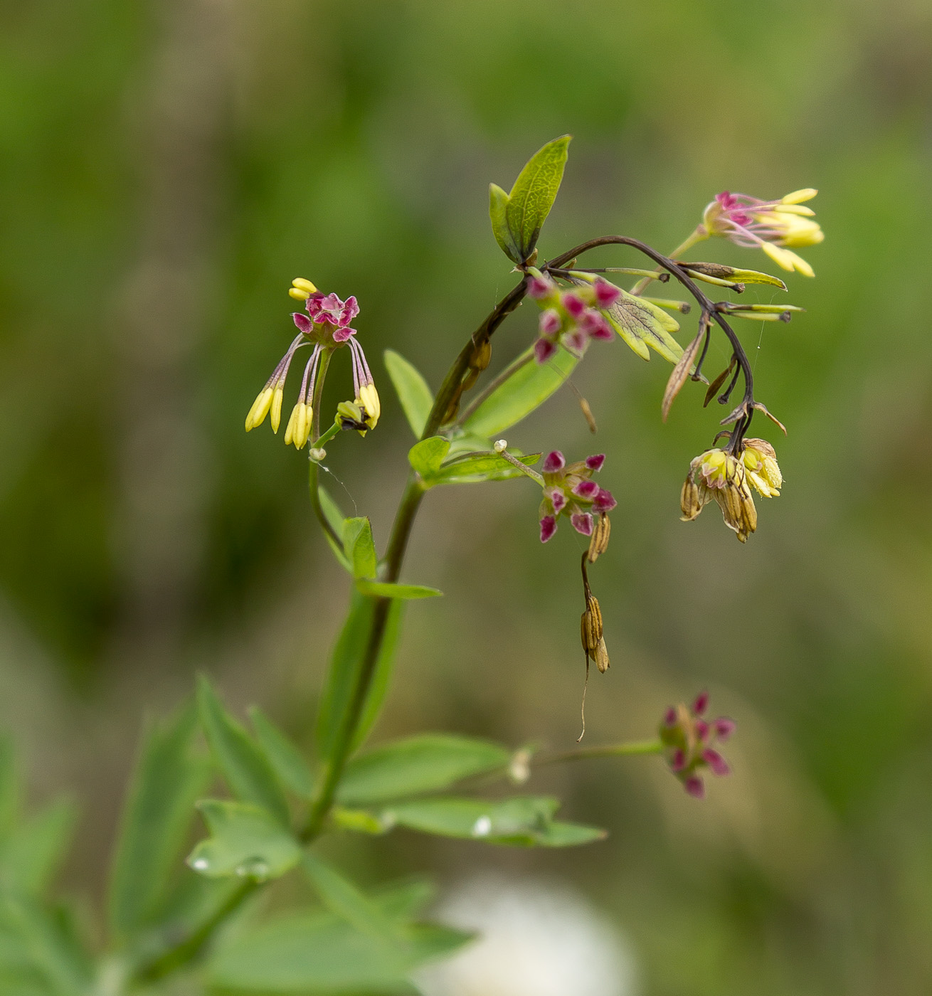 Изображение особи Thalictrum simplex.