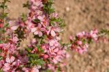 Cerasus tianshanica. Ветвь с цветками. Кыргызстан, долина р. Кекемерен, каменисто-песчаный склон в сторону реки. 5 мая 2015 г.