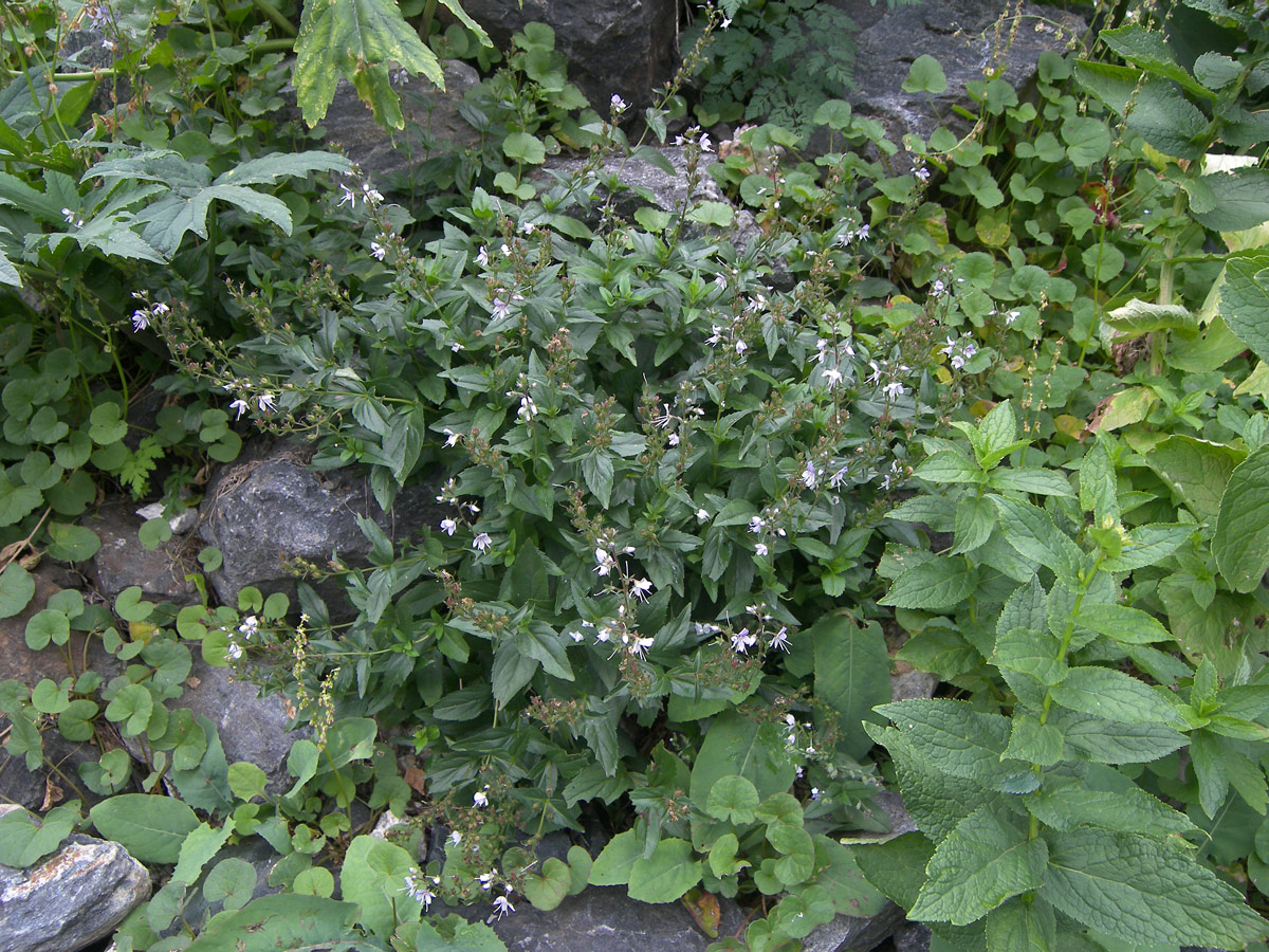 Image of Veronica monticola specimen.