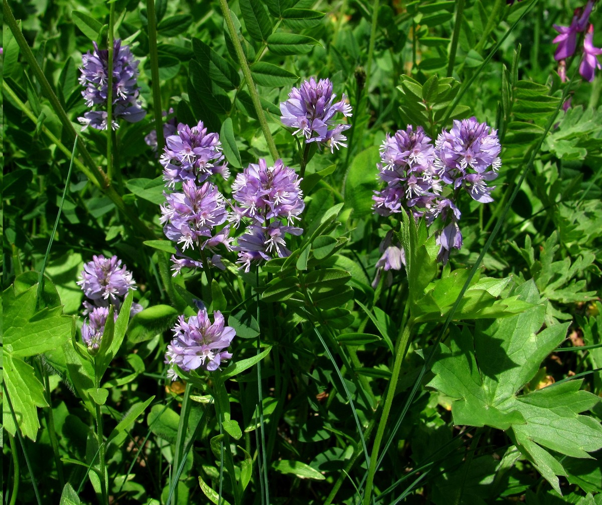 Image of Polygala alpicola specimen.