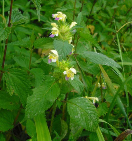 Изображение особи Galeopsis speciosa.