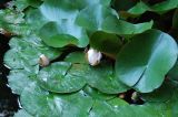 Nymphaea &times; marliacea