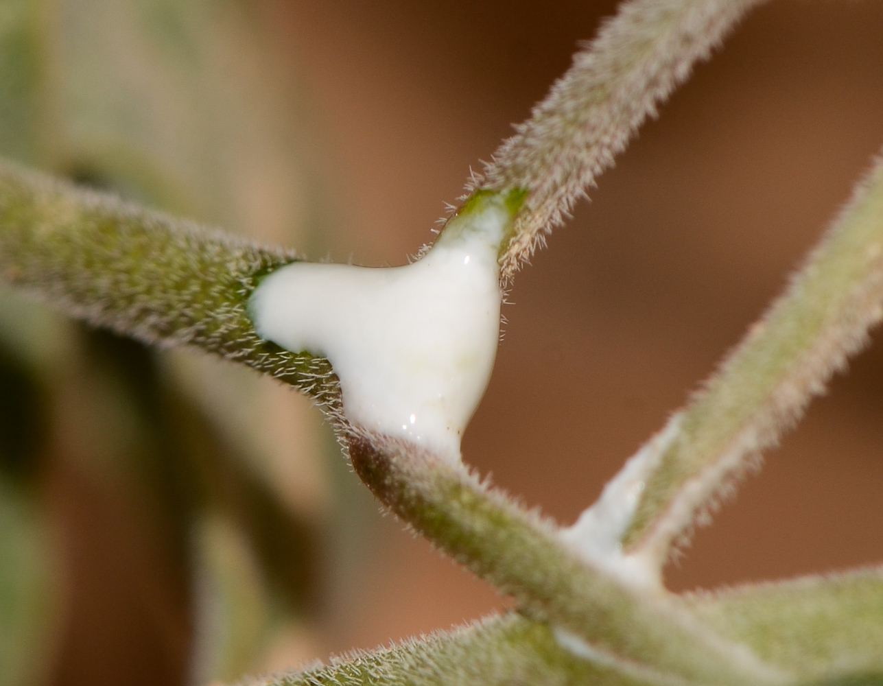 Image of Glossonema boveanum specimen.