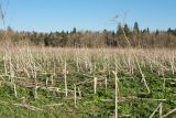 Heracleum sosnowskyi. Аспект сухих отплодоносивших растений на заброшенном пастбище (сенокосе?); почти вся почва внизу покрыта проростками, ювенильными и имматурными растениями этого же вида. Ленинградская обл., Волосовский р-н, ок. 2 км к югу от дер. Большая Вруда. 10.05.2015.