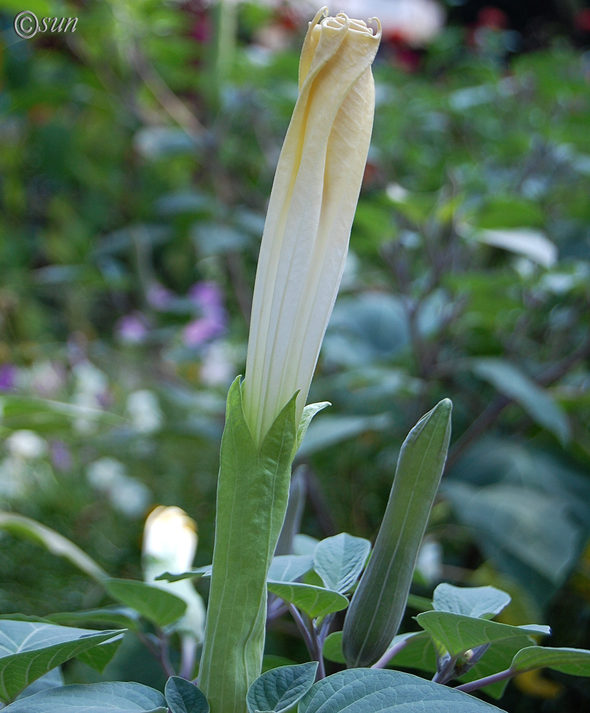 Image of Datura wrightii specimen.