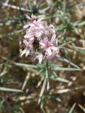 Acanthophyllum pungens. Верхушка побега с соцветием. Узбекистан, Ферганская долина, Андижанская обл., Джалалкудукский р-н, Тешикташские адыры в окр. кишлака Тешикташ, 12.06.2015.