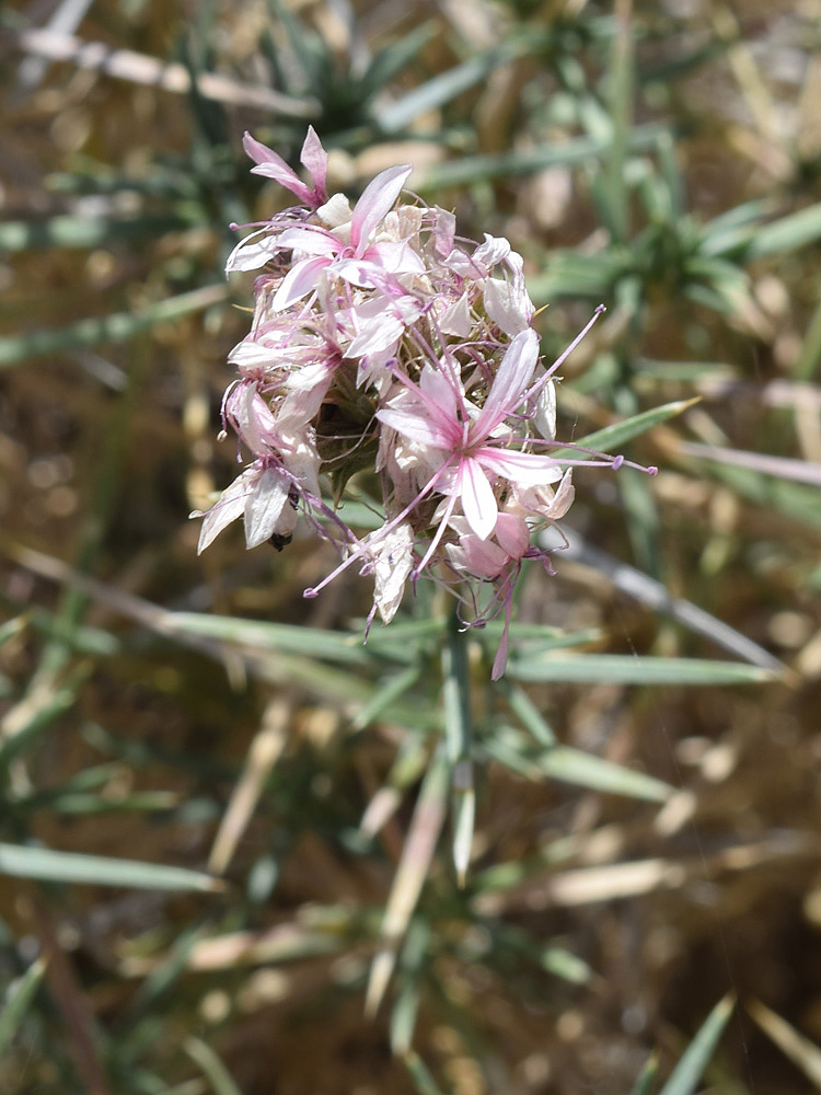 Изображение особи Acanthophyllum pungens.