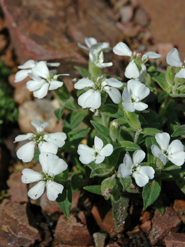 Изображение особи семейство Caryophyllaceae.