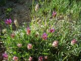 Astragalus pseudonobilis