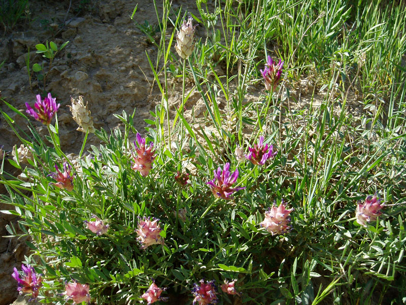 Изображение особи Astragalus pseudonobilis.