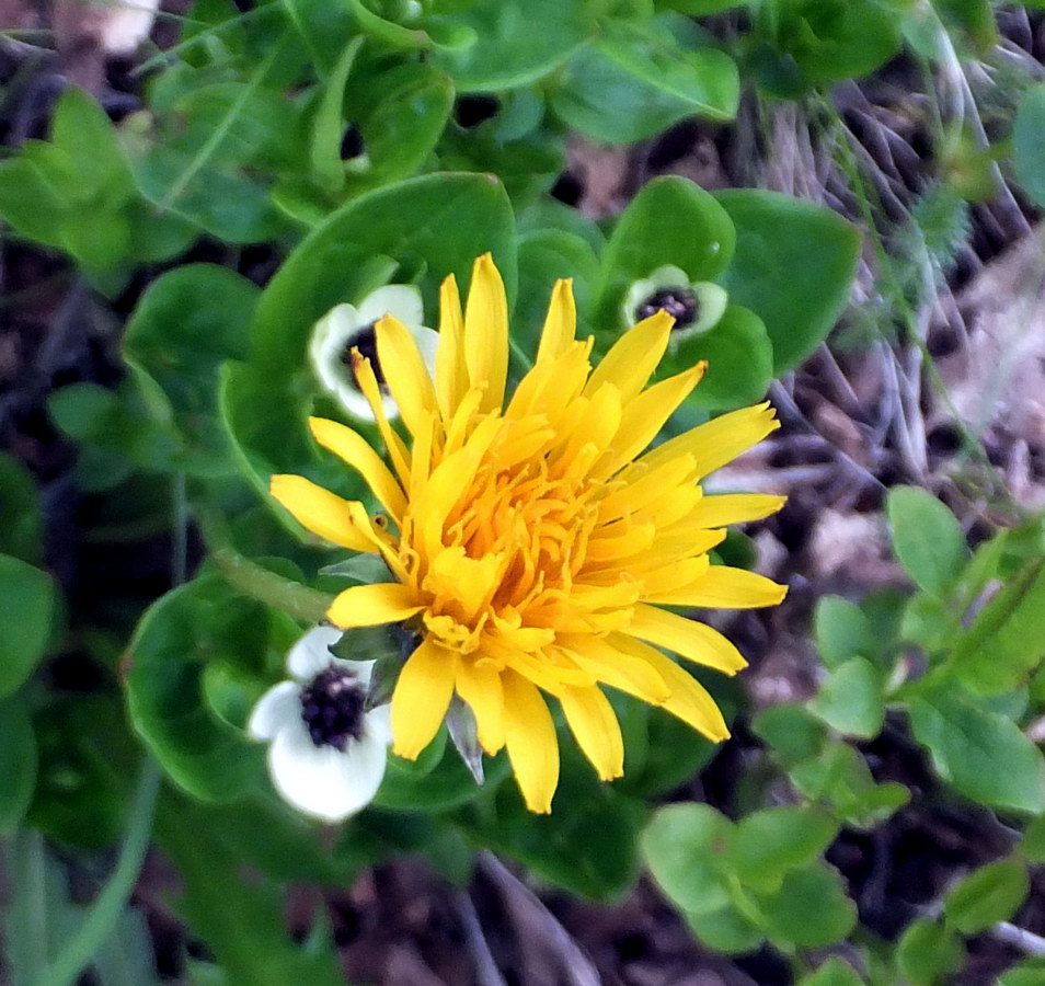 Image of Taraxacum croceum specimen.