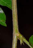 Calliandra haematocephala