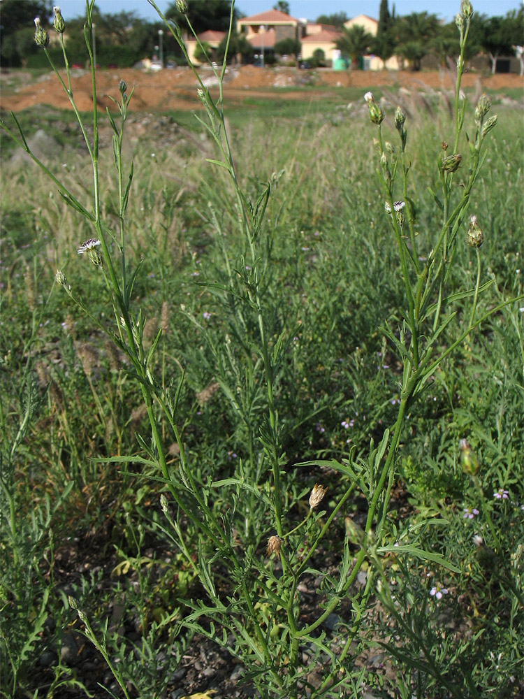 Изображение особи Volutaria canariensis.