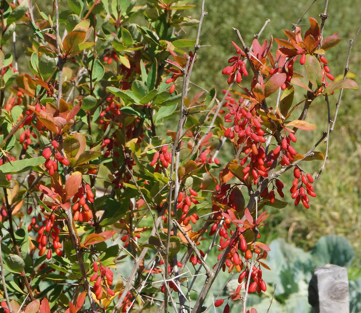 Image of Berberis vulgaris specimen.