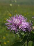 Centaurea alutacea