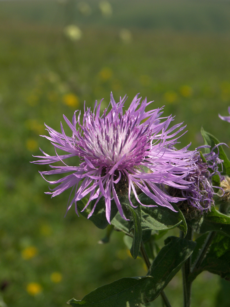 Image of Centaurea alutacea specimen.
