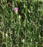 Acroptilon repens