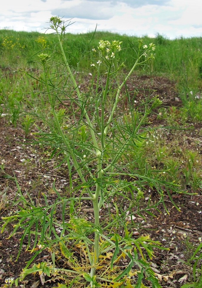 Изображение особи Sisymbrium altissimum.
