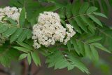 Sorbus sibirica. Верхушка побега с соцветиями. Республика Алтай, Шебалинский р-н, окр. с. Камлак, сосновый лес правого борта долины р. Сема. 04.06.2015.