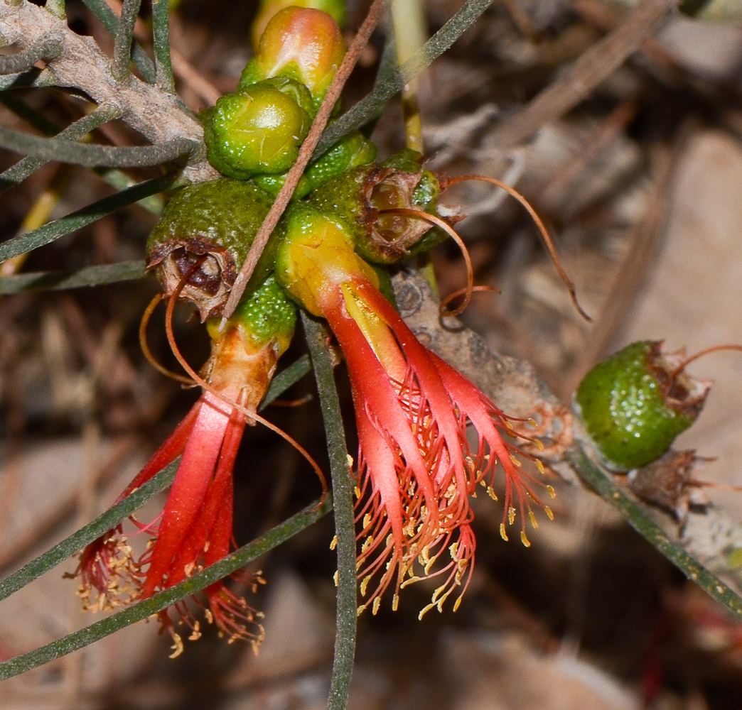 Изображение особи Calothamnus gilesii.