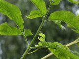 Chaerophyllum aromaticum