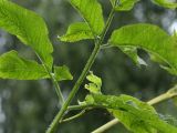 Chaerophyllum aromaticum. Часть листа (вид снизу). Калужская обл., ст. Думиничи, используемый под выпас суходольный луг. 23.08.2009.