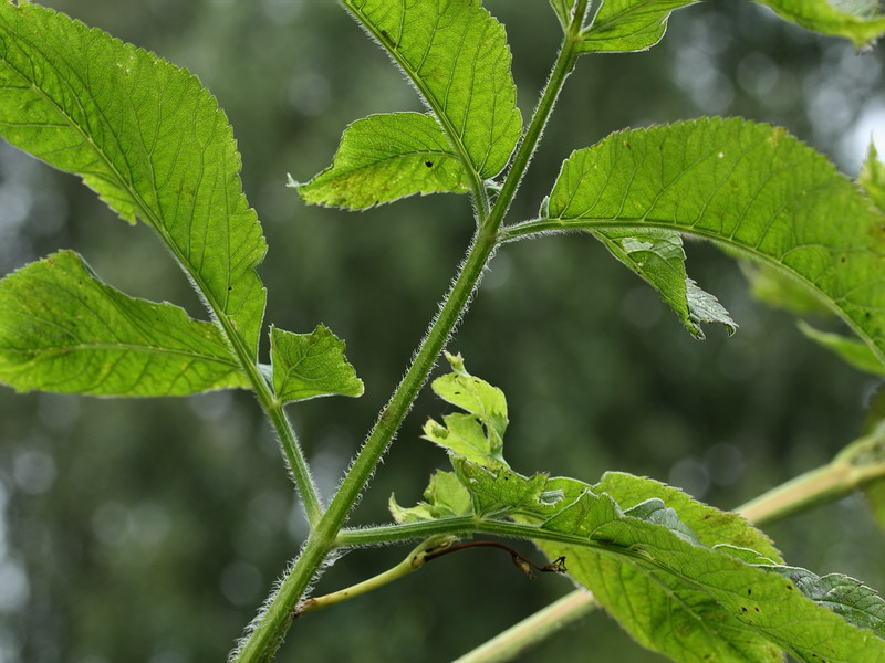 Изображение особи Chaerophyllum aromaticum.