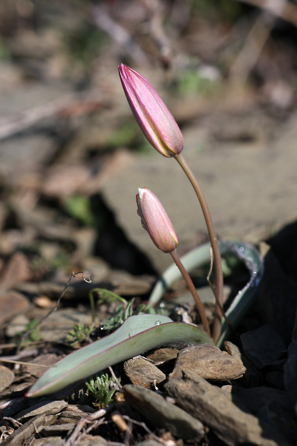 Image of Tulipa orthopoda specimen.