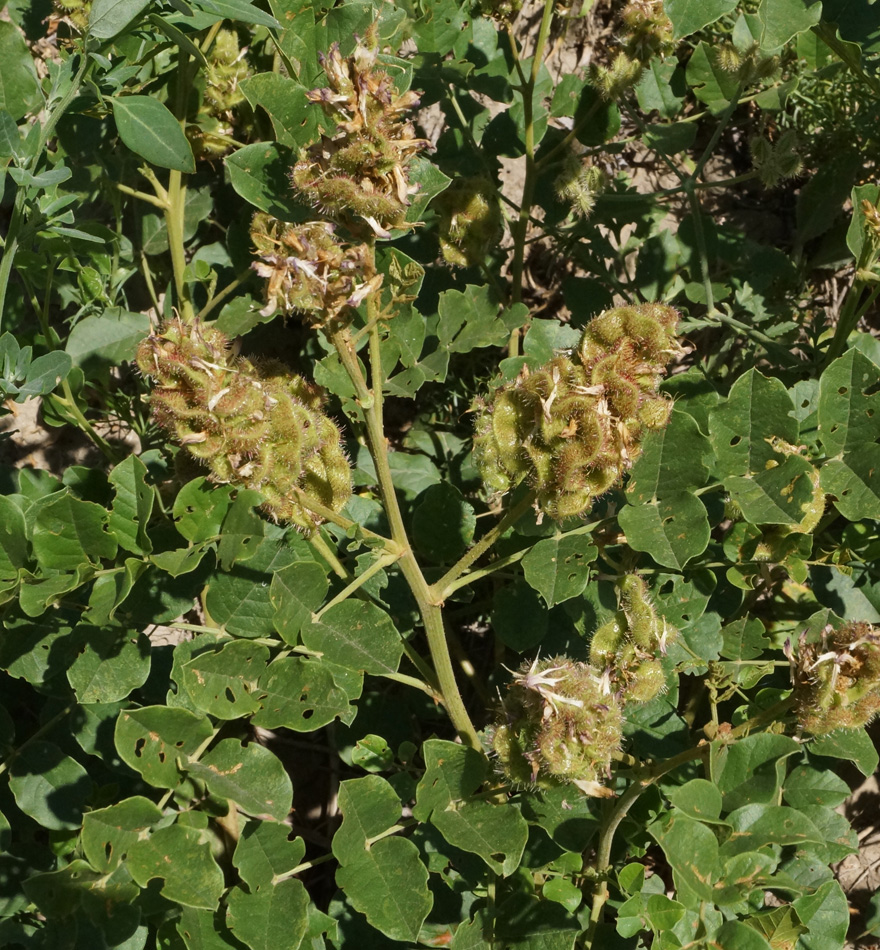 Image of Glycyrrhiza soongorica specimen.