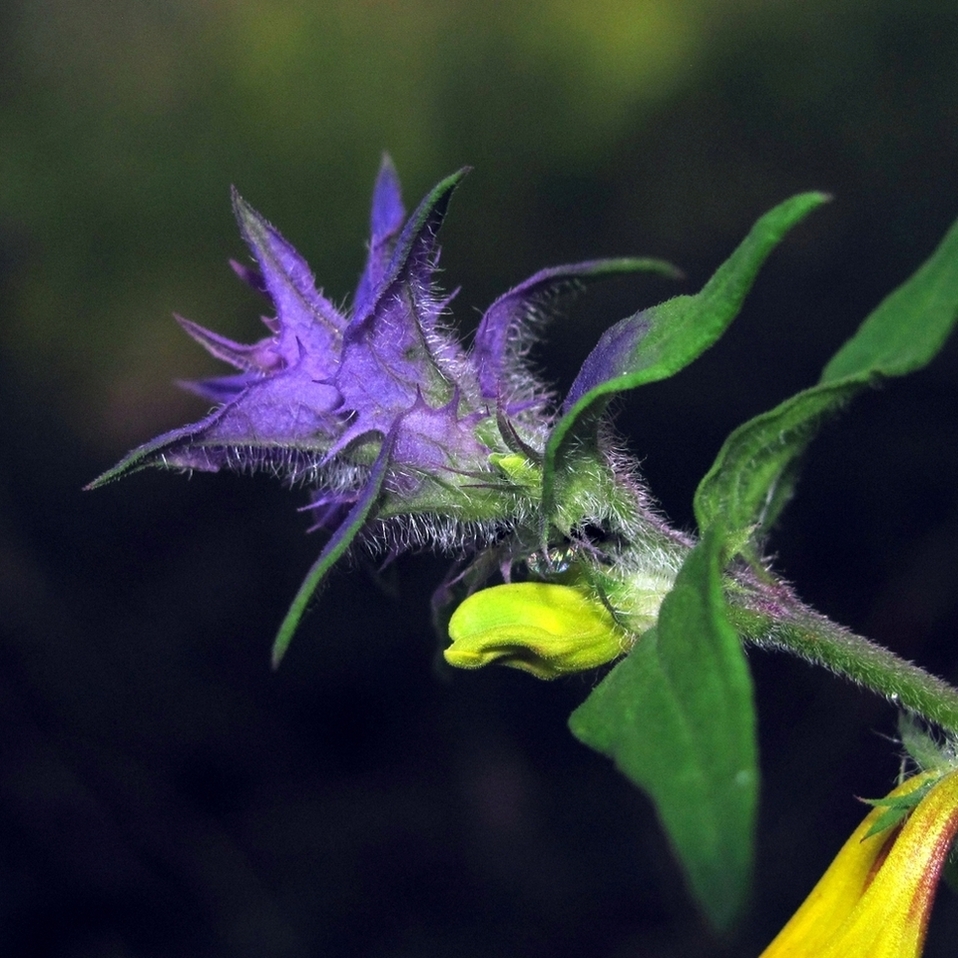 Image of Melampyrum nemorosum specimen.