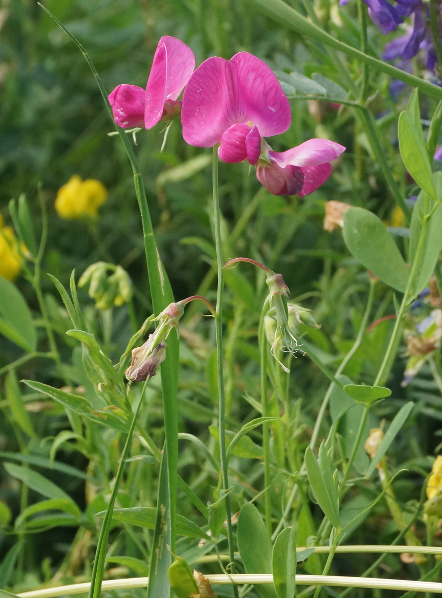 Изображение особи Lathyrus tuberosus.