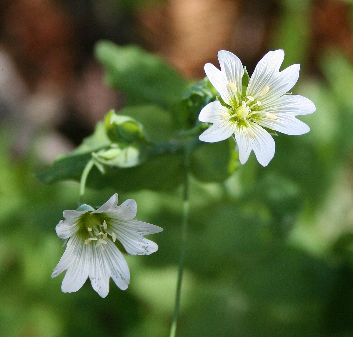Image of Cerastium davuricum specimen.