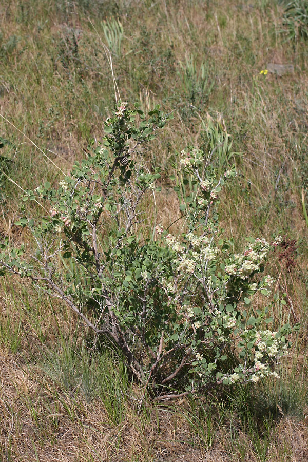 Image of Atraphaxis pyrifolia specimen.