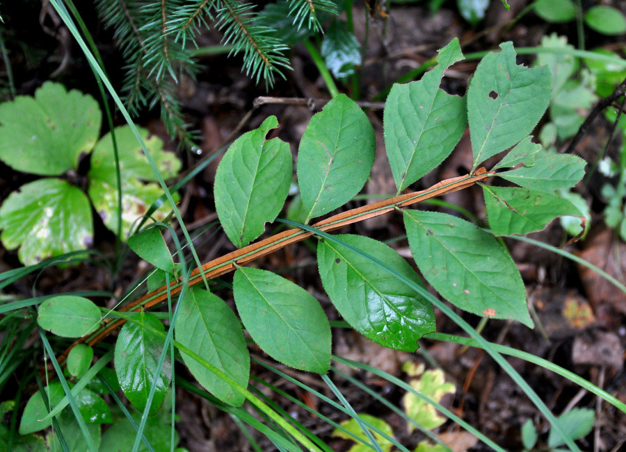 Image of Euonymus sacrosanctus specimen.