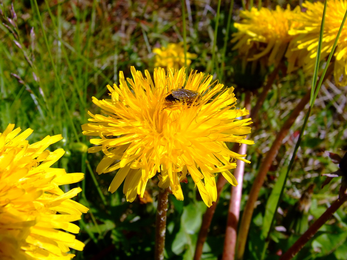 Изображение особи род Taraxacum.