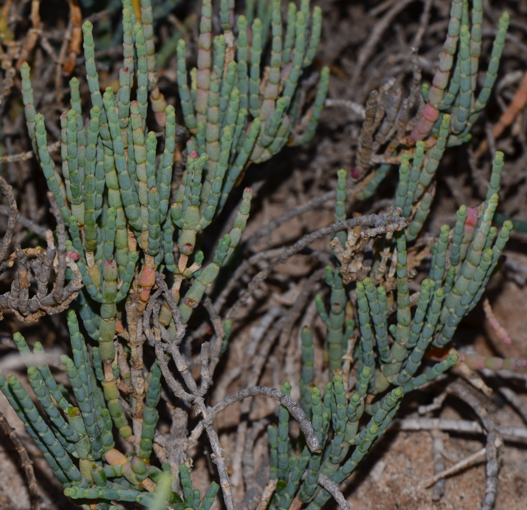 Image of Arthrocnemum macrostachyum specimen.