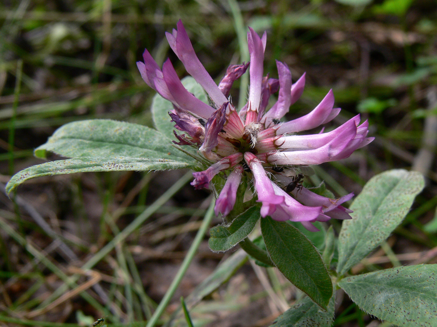 Изображение особи Trifolium medium.