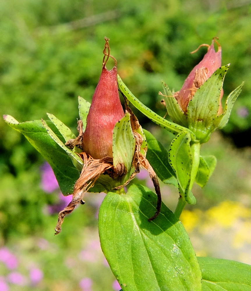 Image of Hypericum attenuatum specimen.