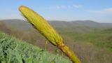 Eremurus spectabilis. Бутонизирующее соцветие. Краснодарский край, м/о г. Новороссийск, гора Лысая-Новороссийская, горная степь, ≈ 500 м н.у.м. 17.04.2016.