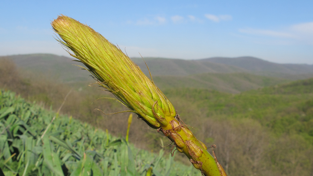 Изображение особи Eremurus spectabilis.