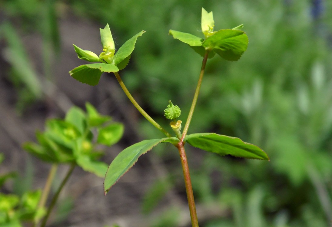 Image of Euphorbia stricta specimen.