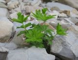 Galium odoratum